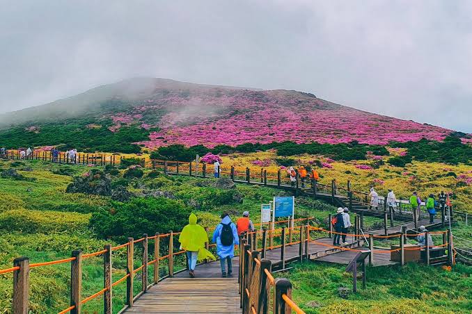 Tempat Wisata Alam Terindah Di Jeju Yang Populer